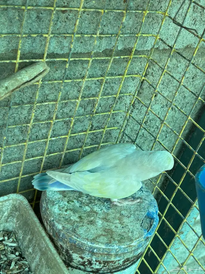 طيور مشكله للبيع سمح 8