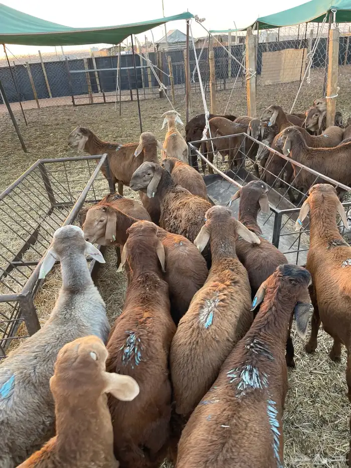 للبيع بهم سواكن طيب 5