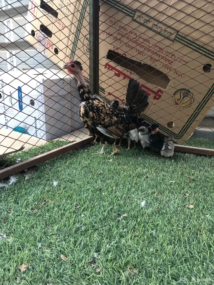 للبيع دجاج بحريني تحتها عيال 7او6 شرط صحه و نضفه 0