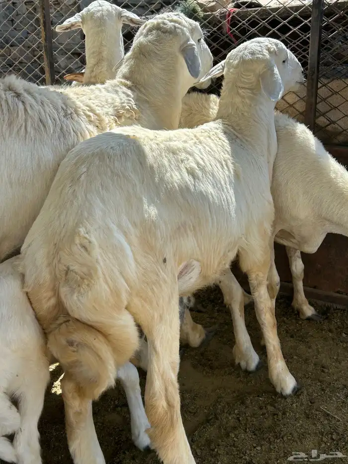 للبيع طلي مقفل شحم ولحم 1