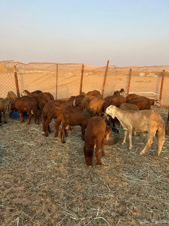 سواكني حمري طيب (تم البيع) 5