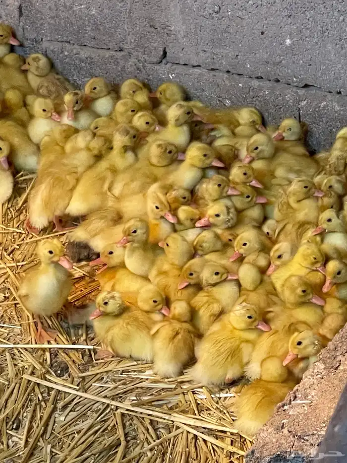 بط بكيني للبيع له خمس ايام ومحصن 0