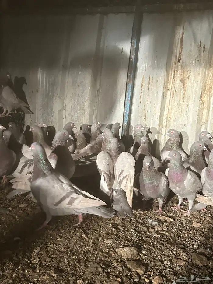 تم البيع الله يبارك لرعيه 10