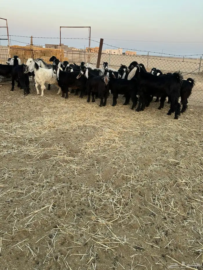 معزا جذعات 3