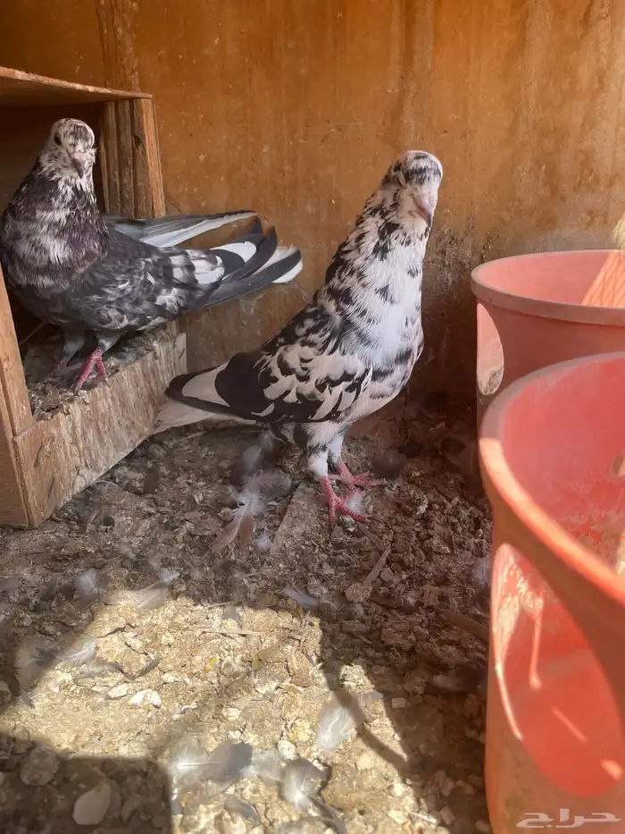 قطايف حمام طيور قطيفة 5