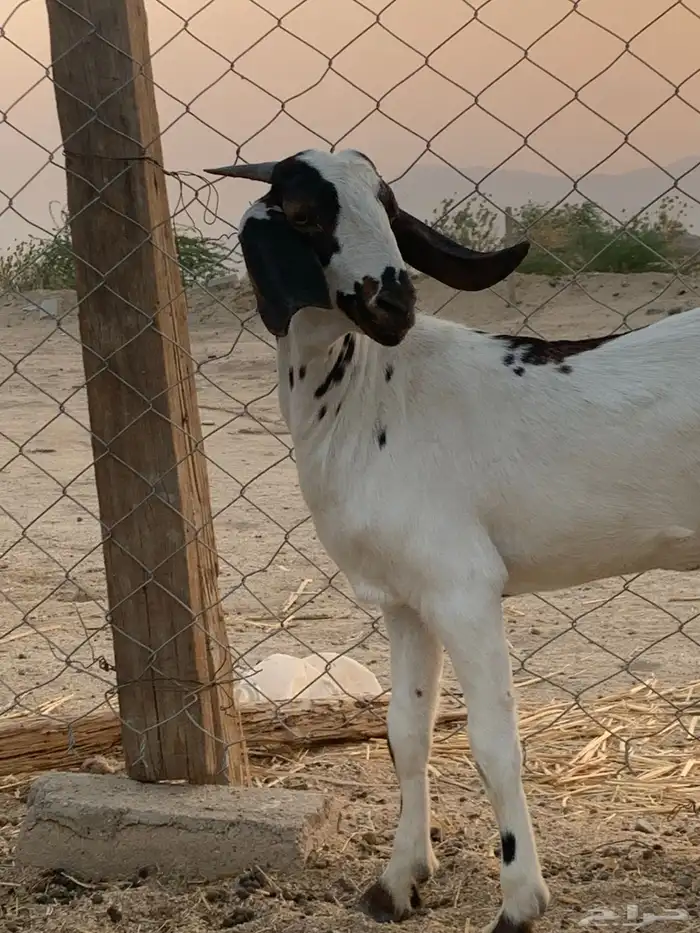 جفره مضربه 0