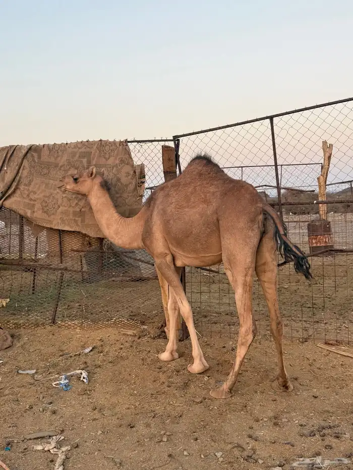 بكره ثنيه ملاقي 10