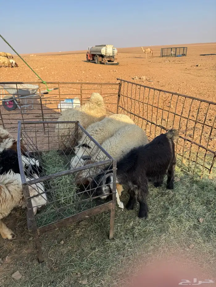 طليان للبيع ثلاثه مشروكه نعيمي وحري ثلاثه نعيم وتيس واحد 4