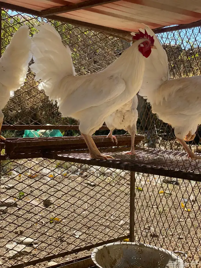 دجاج بلدي للبيع 6