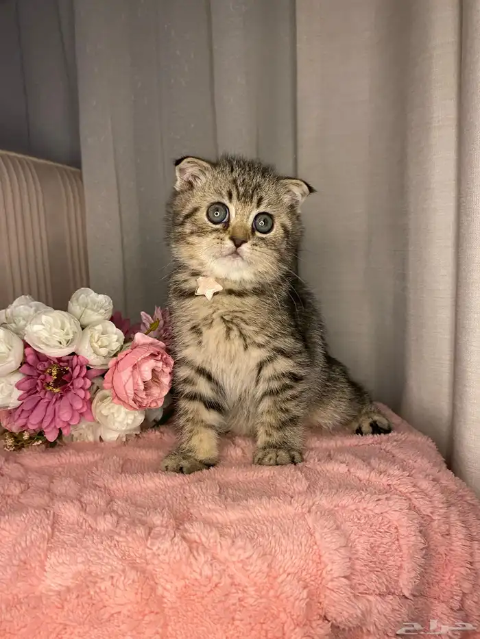 قطط سكوتش تربل فولد لونق هير وشورت هير للبيع 7