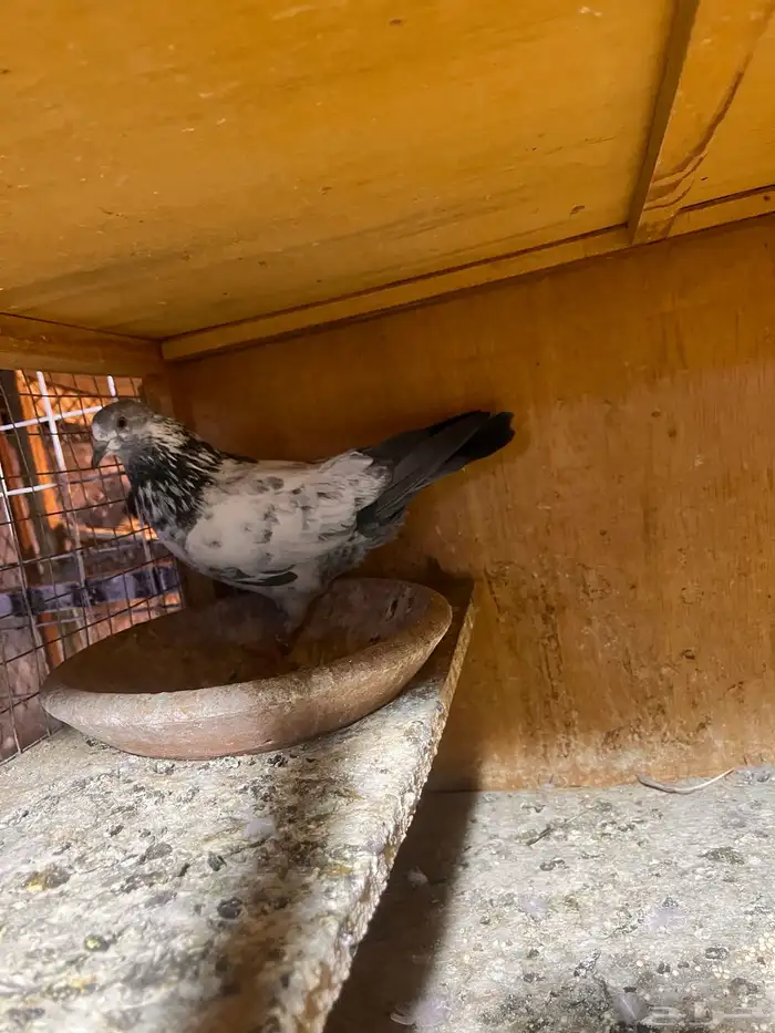 حمام باكستاني للبيع ولا يجي ايلا الصامل 6