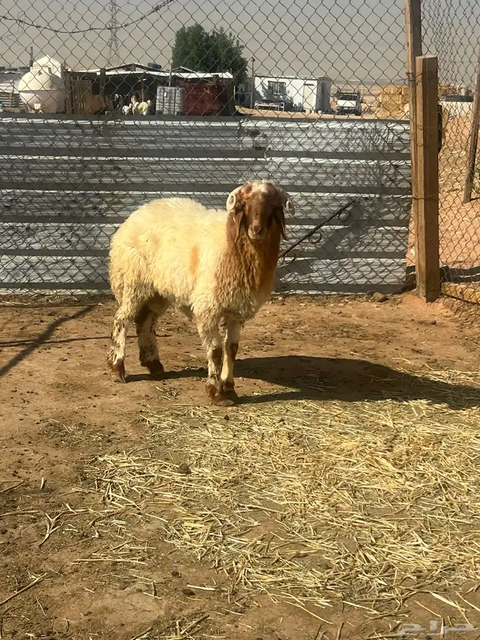 نعيم خرفان هرافى فاخر للآخر 9