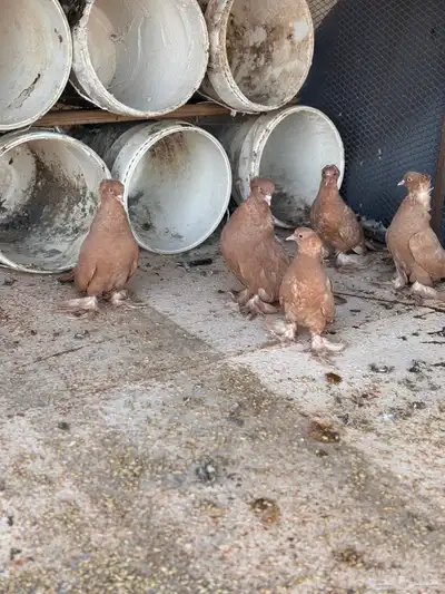 زوج عراقي index