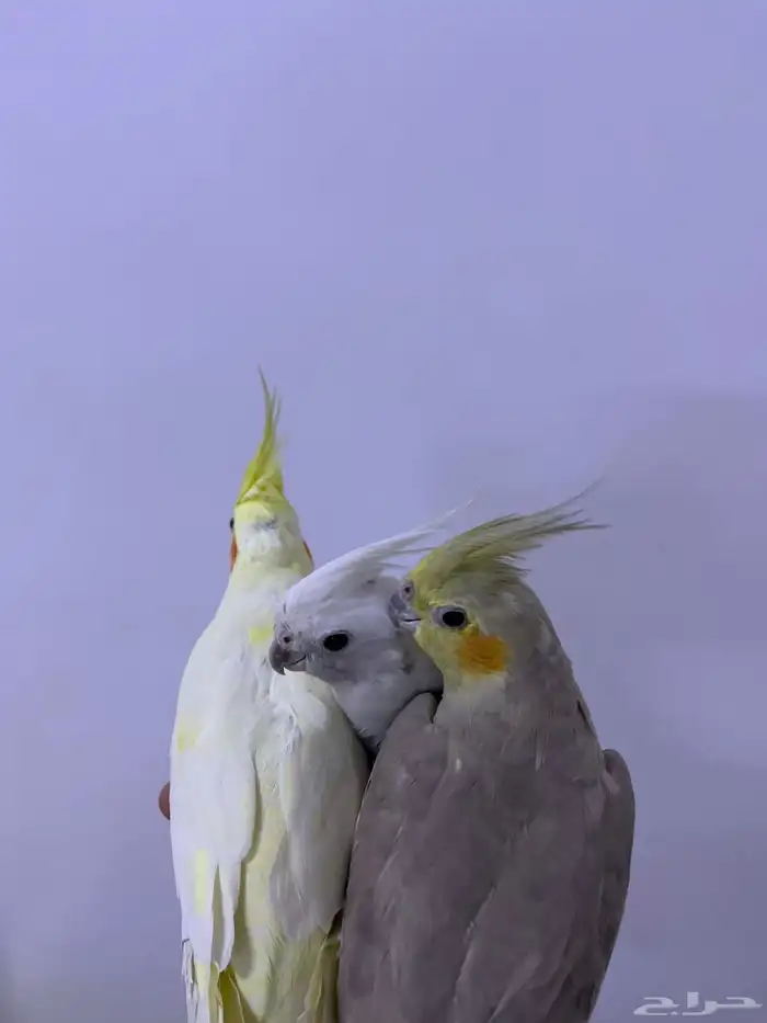 كروانا ت أليفه 1