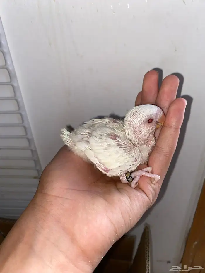 فرخين روز البينو 3