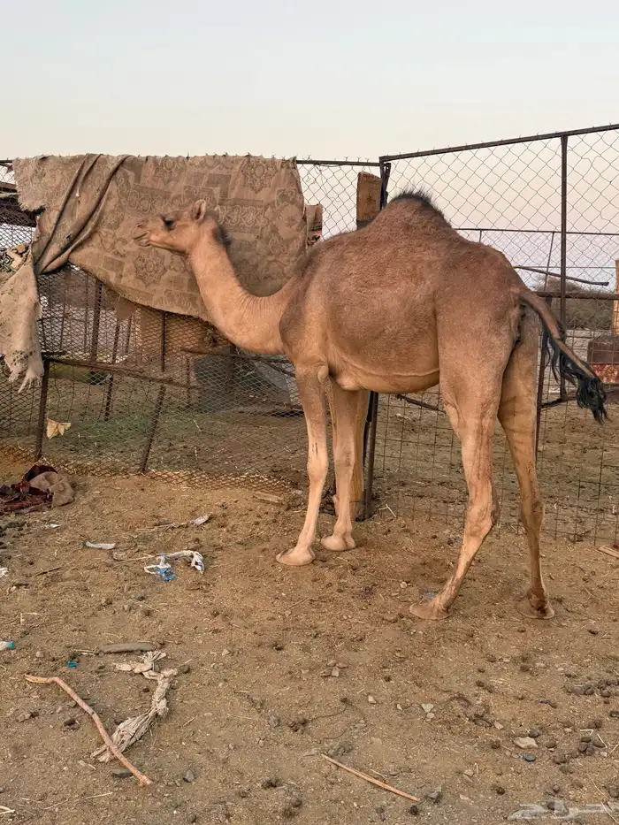 بكره ثنيه ملاقي 1