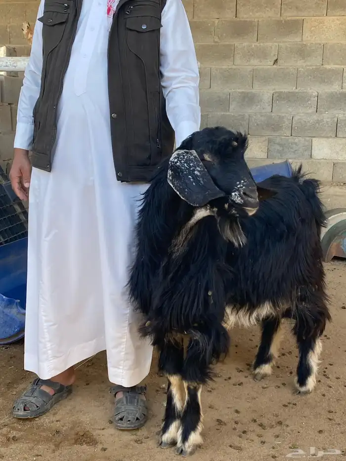 تيس فحل احو أجم صنف 1