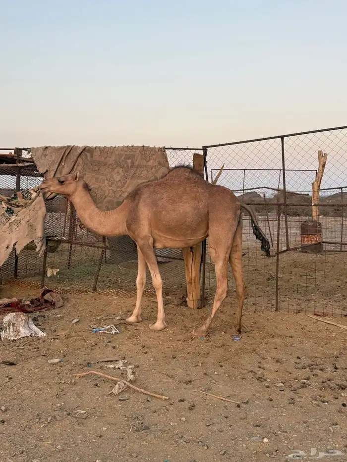 بكره ثنيه ملاقي 11