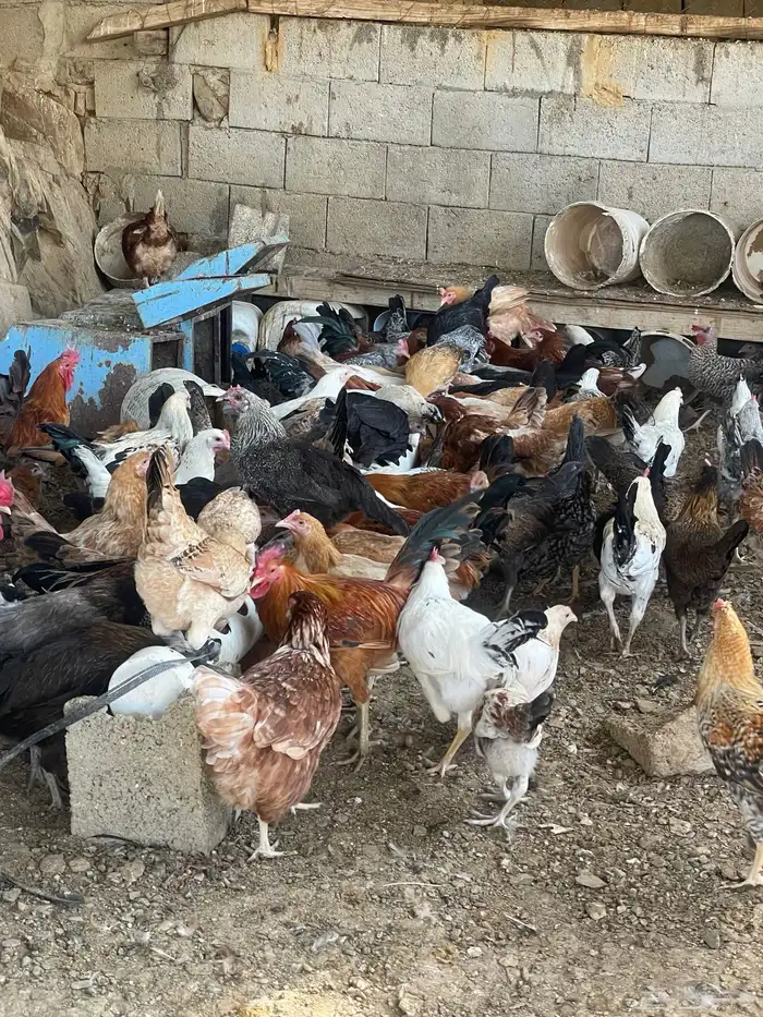 مراح دجاج كامل ونظيف للبيع جمله فقط   للجادين فقط 9