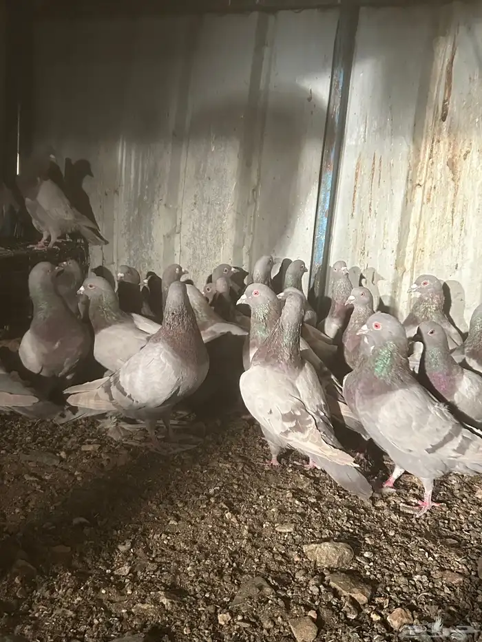 تم البيع الله يبارك لرعيه 9