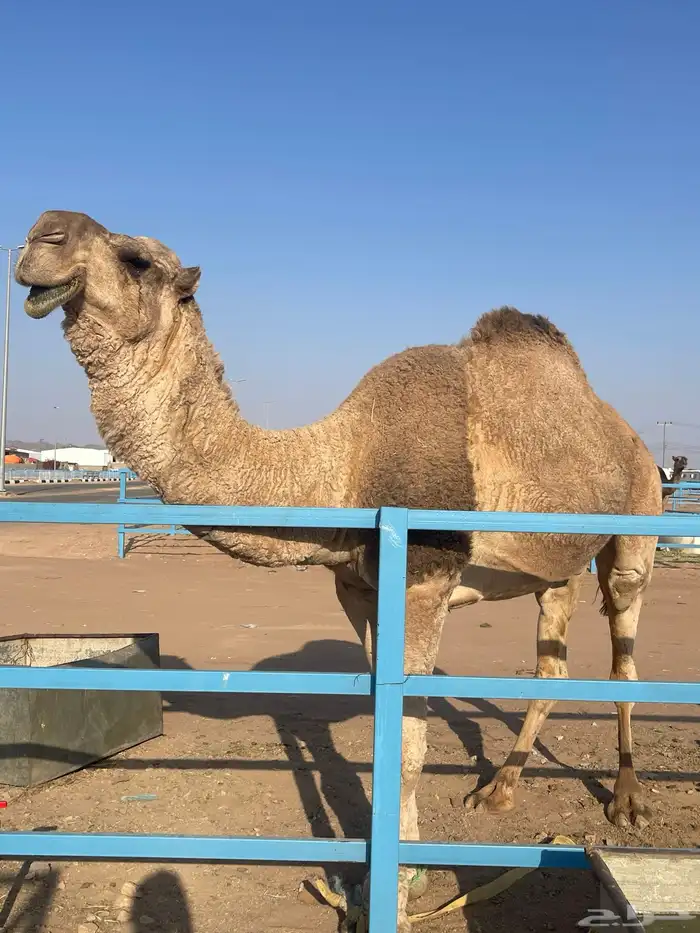 جمل للبيع 6