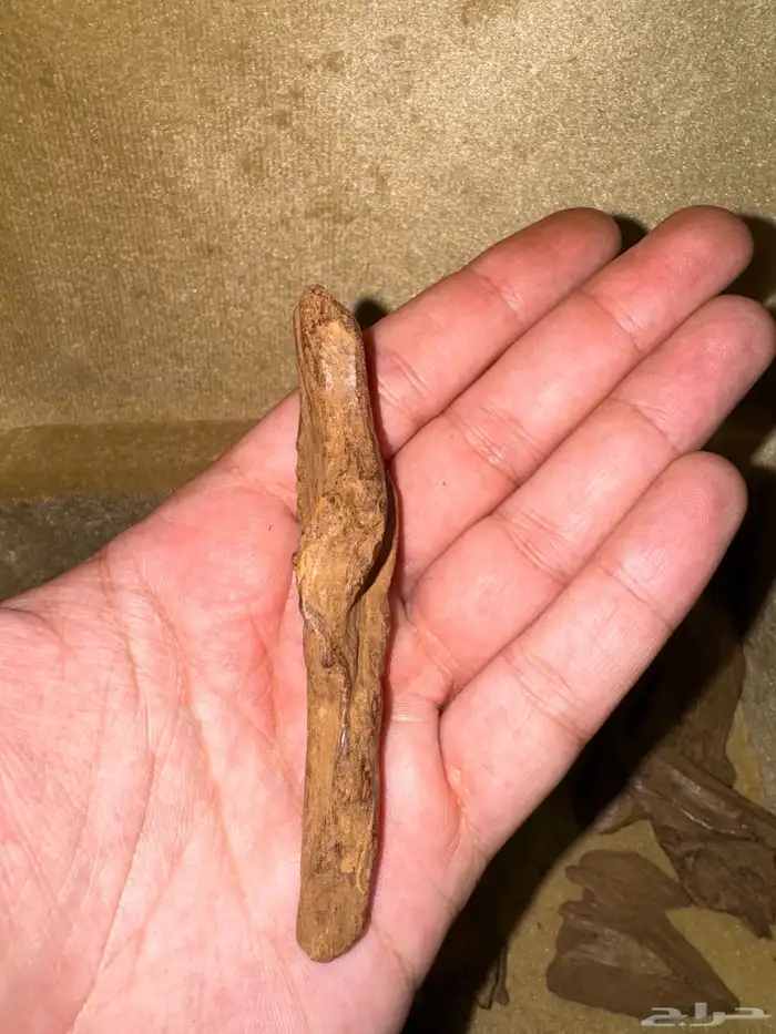 عود موروكي اصقون تربل ودبل عالي قديم جدا 1