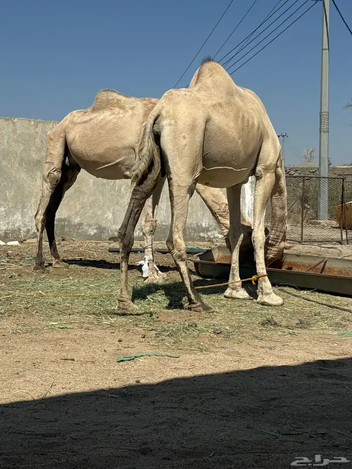 نياق للبيع لقح باقي لها شهر وتلد 0