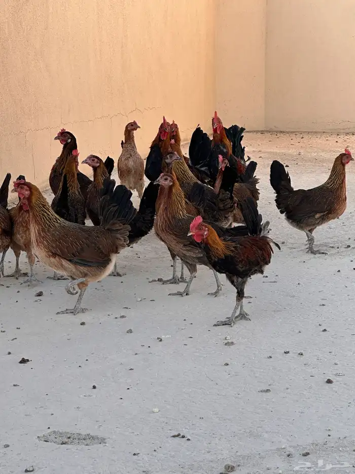 دجاج عربي اصيل ( تم البيع ) 7