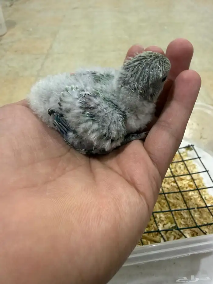 فرخين روز غر حجم وصحه ونظافه 2