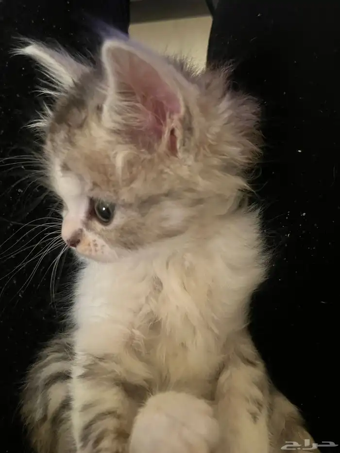 شرازي ذكر للبيع 150 3