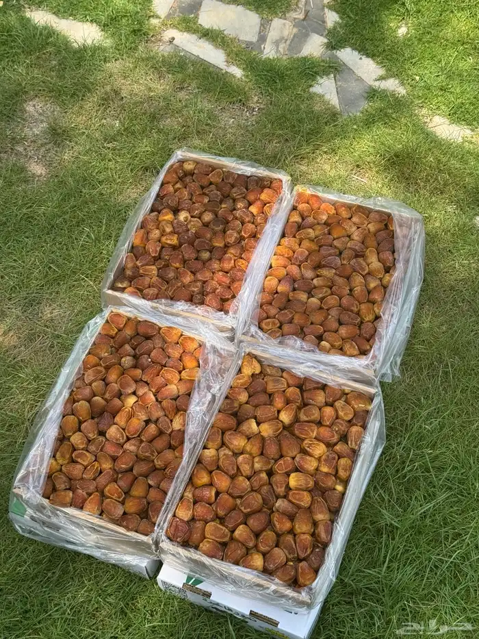 مفتل جالكسي 2