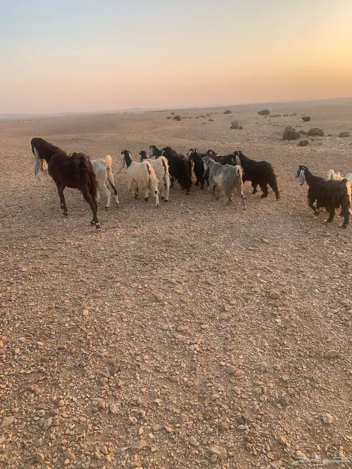 معزا و فحول 0