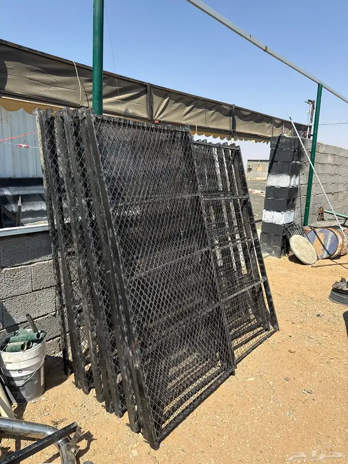 الهجن الطايف 3