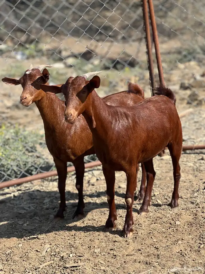 جفار دهم الدهم 1