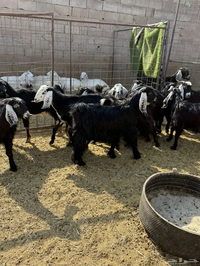 للبيع جفار عوارض وذري طيبه 9