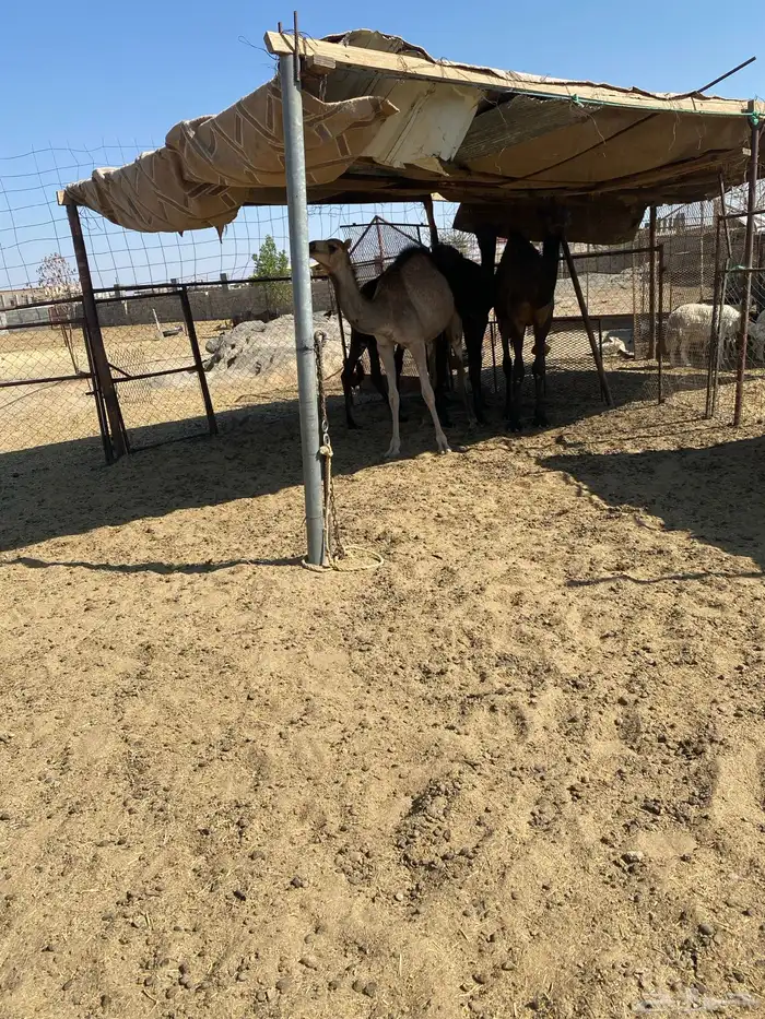 حشوان للبيع 6