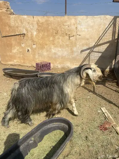 تيس عارضي صنف index