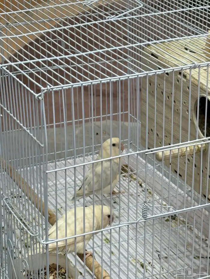 جوز يبغاء روز منتجة 0