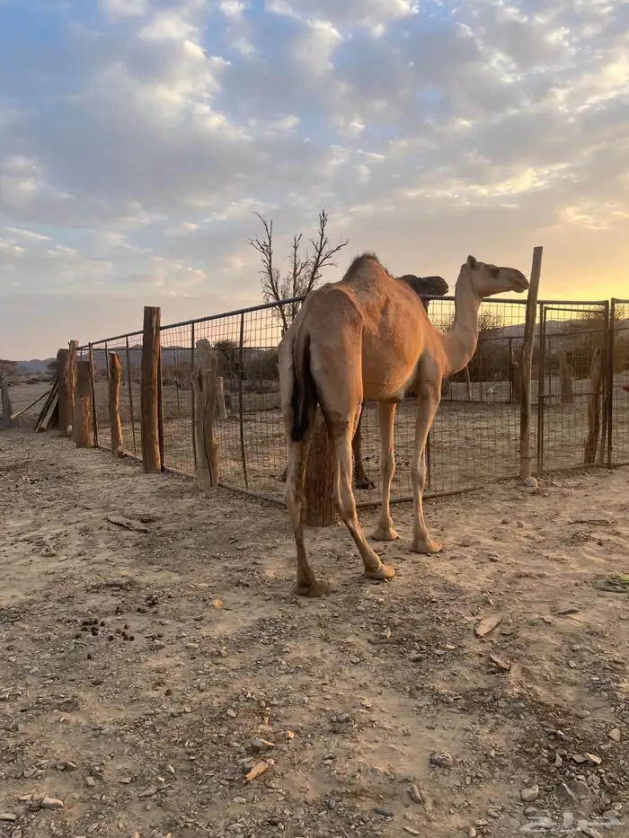 بكره طيبه مزيونه 5