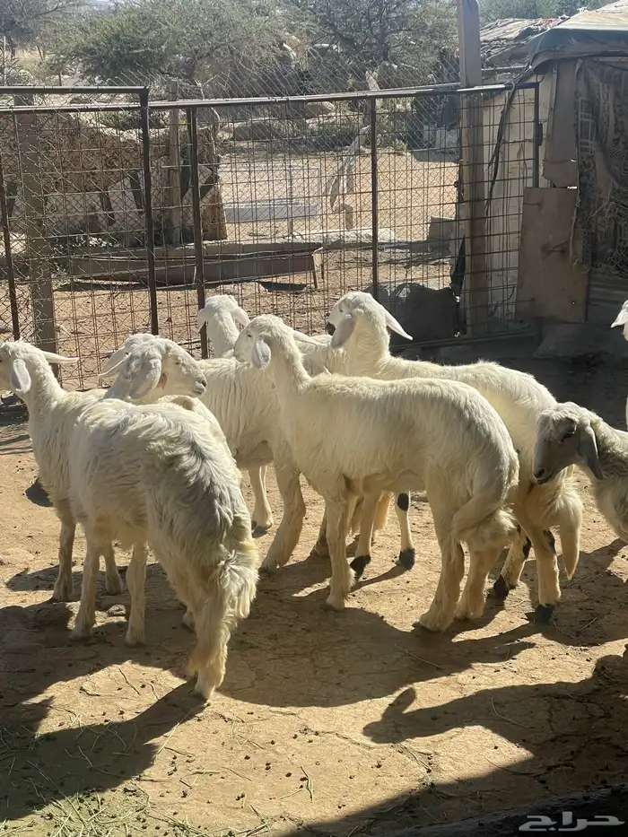 رخال للبيع 2