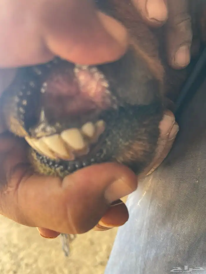 شياه مقاني ولد 1