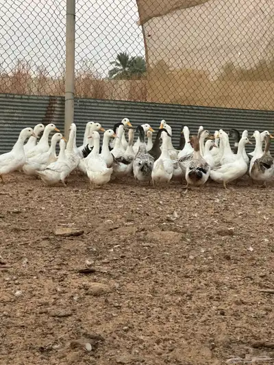 بط بكيني وشرشيري index