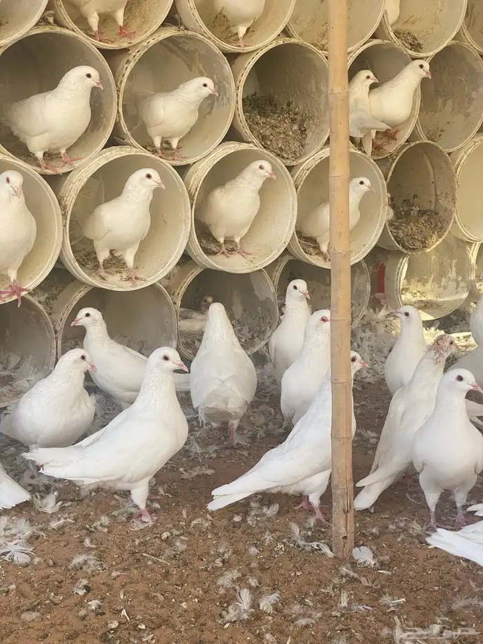 حمام فرنسي جامبو عشه كامله 2