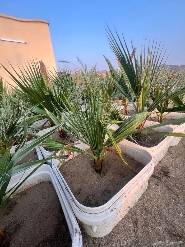 مشروع ناجح يحتاج ماء   ارض صغيره فقط 4