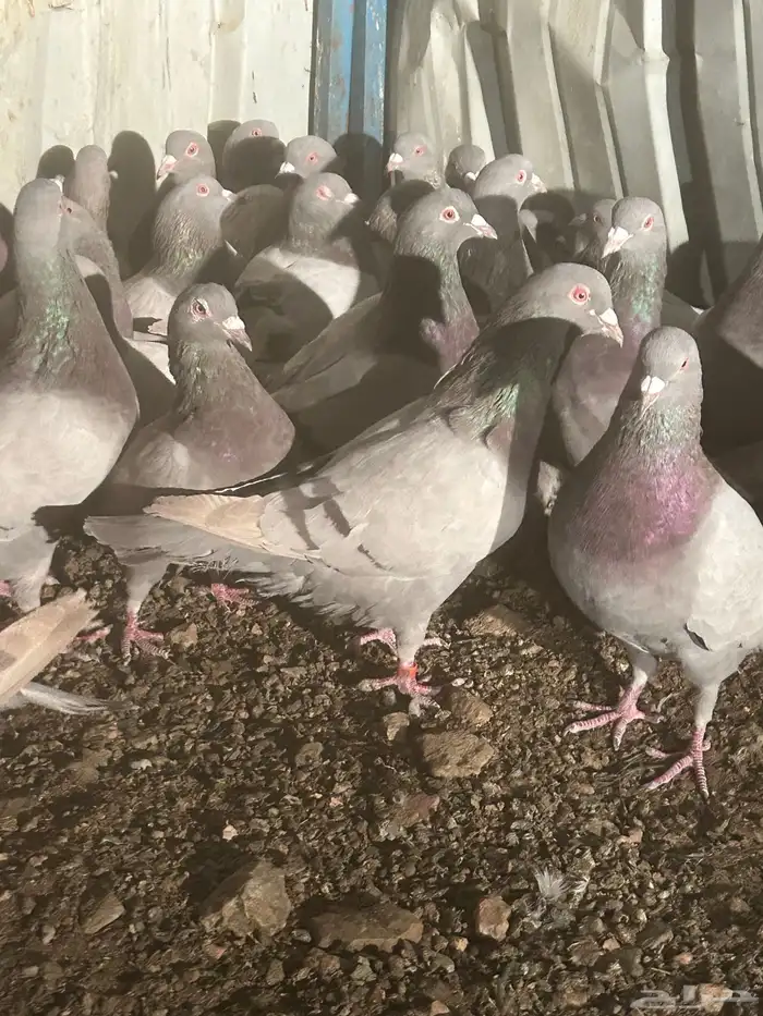 تم البيع الله يبارك لرعيه 7