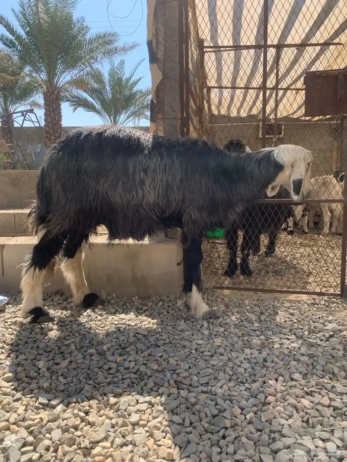 للبيع شاه تحته رخل وا ثلاث طليان 0