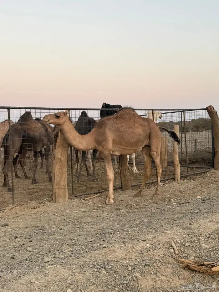 بكره ثنيه ملاقي 9