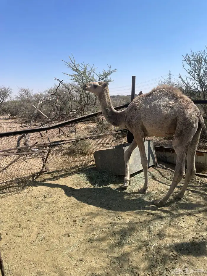 قعود للبيع 2