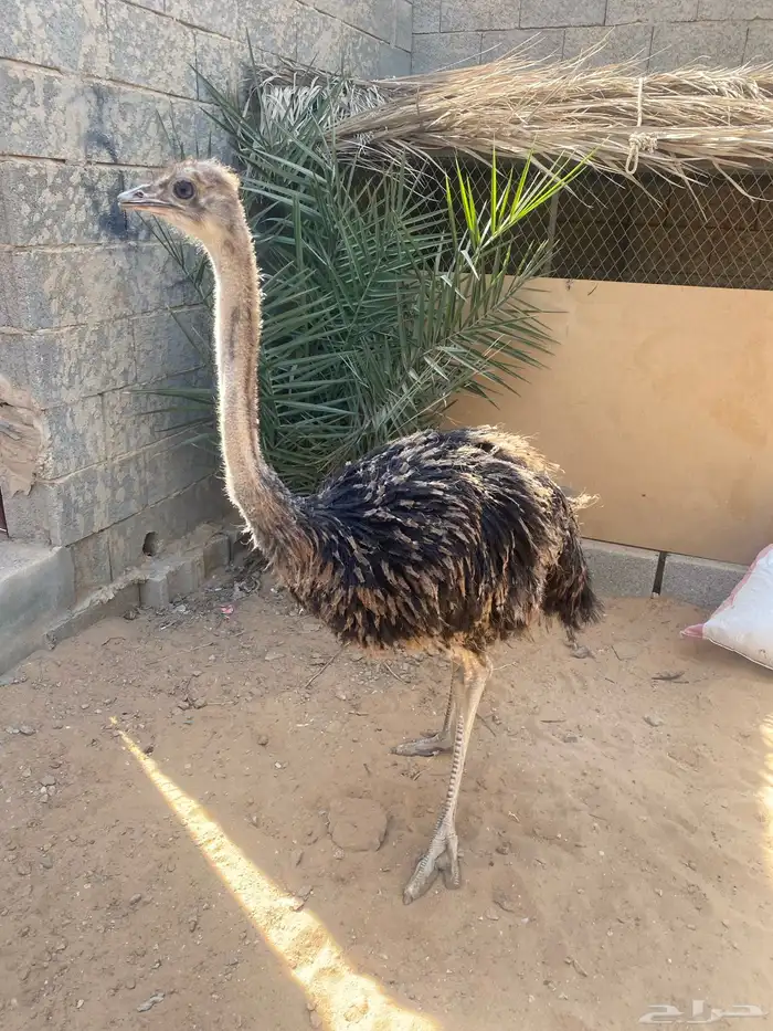 ن.ع.ام أفريقي العمر 5 شهور 0