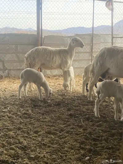 ضان 14 معها 14 index